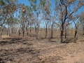 Kakadu