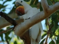 Kakadue i Kakadu