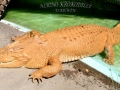 Krokodillefarm ved Darwin