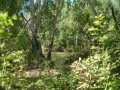 Bushwalk, Kakadu