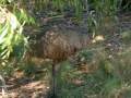 Emu