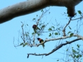 papagøjer, kakadu