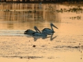 Yellow Water, kakadu