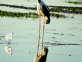 Jabiru, Yellow Water, kakadue