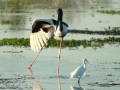 Jabiru, Yellow Water, kakadue