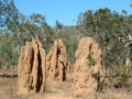 Termitbo, Kakadu