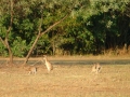 Wallabies, Darwin