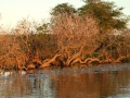 Yellow Water, Kakadu