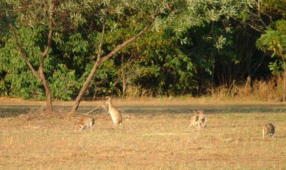 Wallabies, Darwin