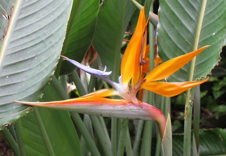 Bird-of-paradise, Oahu
