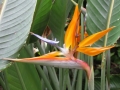 Bird-of-paradise, Oahu