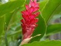 Heliconia, Oahu