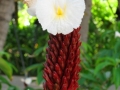 Oahu