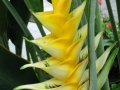 Heliconia, Oahu
