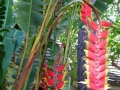 Heliconia, Oahu