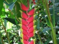 Heliconia, Oahu