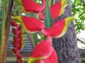 Heliconia, Oahu