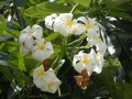 Plumeria