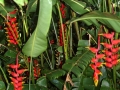Heliconia, Oahu