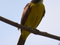 Great Kiskadee Flycatcher, byparken, Panamá City