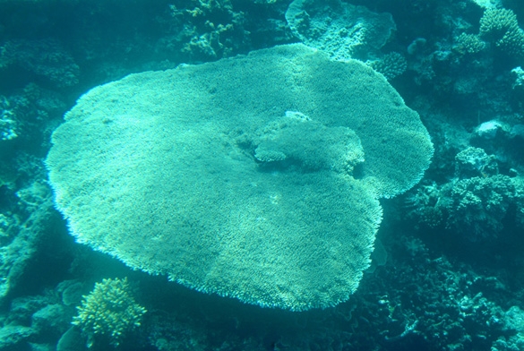 Great barrriere reef
