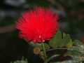 Kuranda
