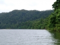 Daintree