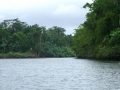 Daintree