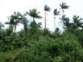 Daintree