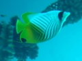 Great barrriere reef
