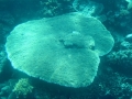 Great barrriere reef