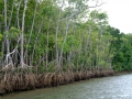 Daintree