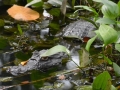 Cayman, Sarapiqui