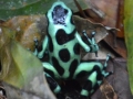 Dendrobates tinctorius, Sarapiqui