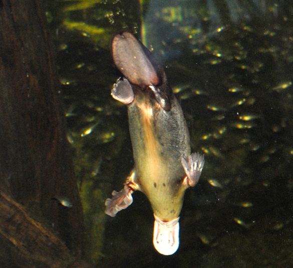 Sidney akvarium, platyops