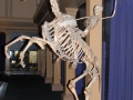 Australian museum, Sidney