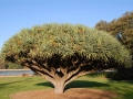Botanisk Have, drageblodstræ, Sidney