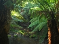 Mount Field NP