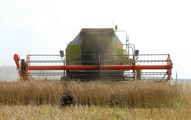 Kornhøst i Paderup, august 2009