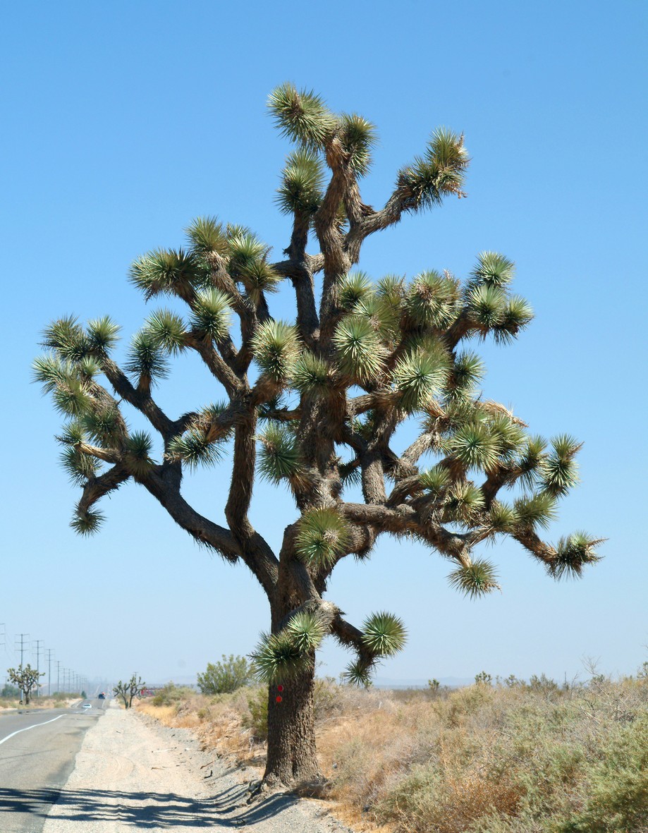 Joshua træ, Californien