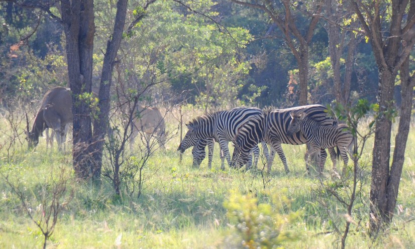 Eland og zebra, shakarti