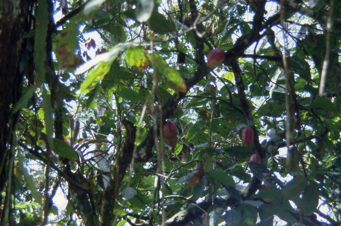 kakaotræ, venezuela