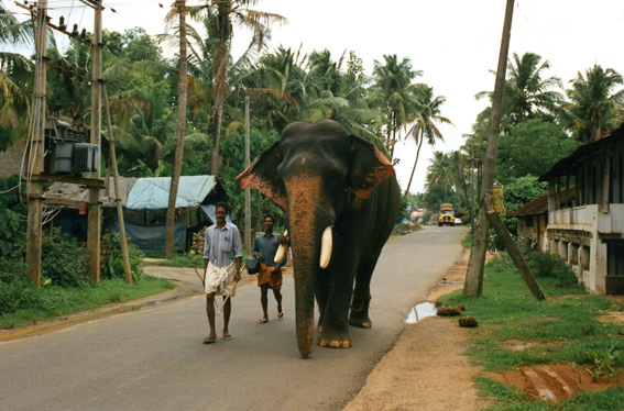 Munnar, Kerala
