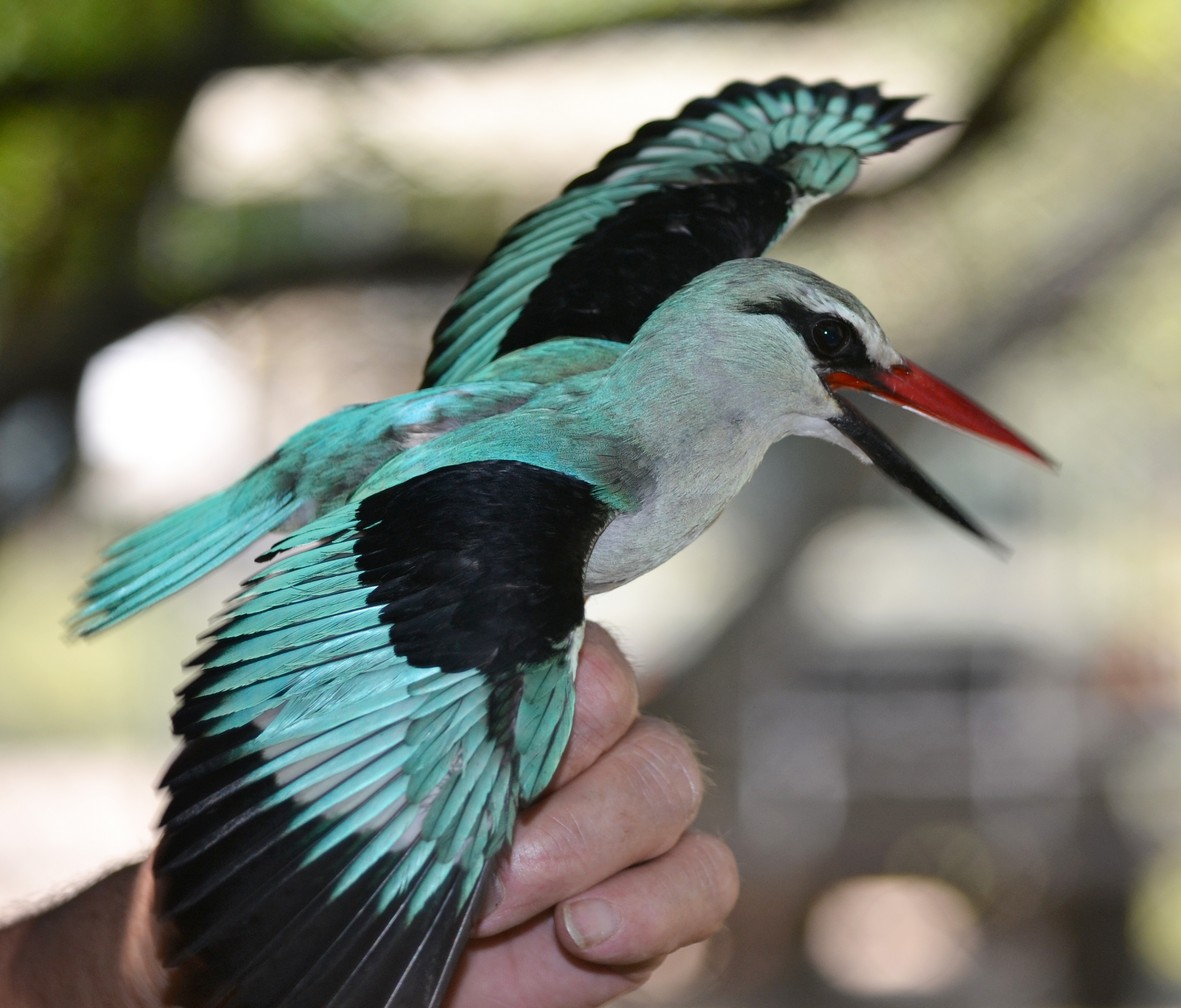 Woodland kingfisher (skov-isfugl), Sharkati