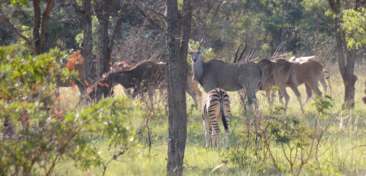 Eland og zebra, shakarti