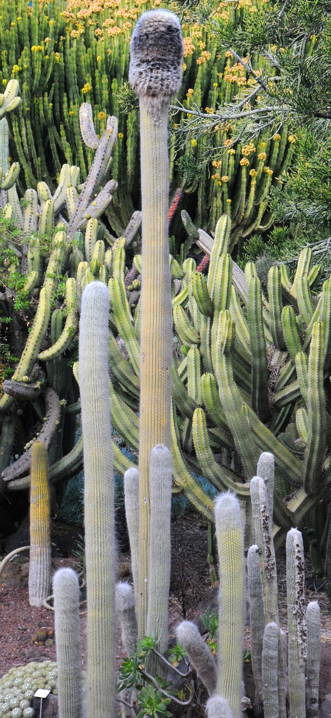 kaktus, botanisk have