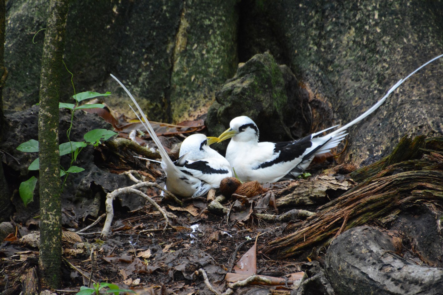WHITE-TAILED TROPIC BIRD